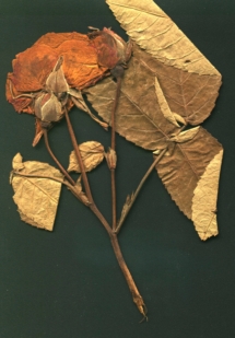 Rose Sent to Ida by Burt in 1918